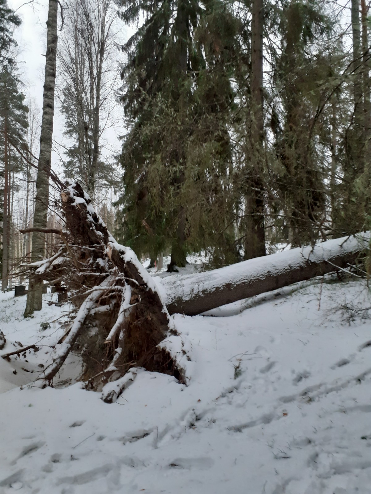Suuren kuusen juuripaakku pystyssä. Kuusi on kaatunut Kontiolahden seurakunnan Keskimmäisellä hautausmaalla.