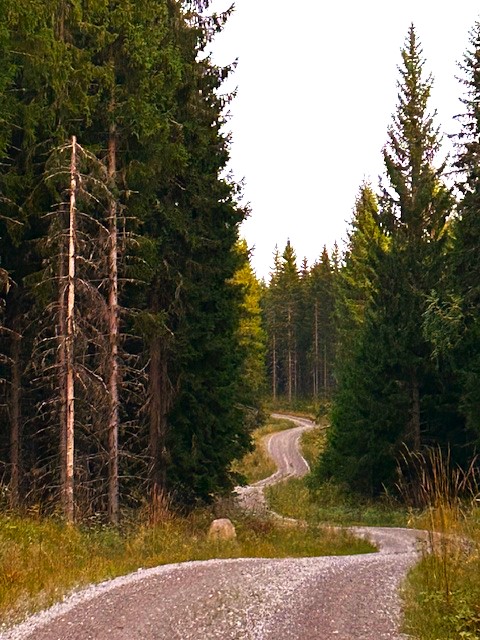 kuvassa metsätie, joka mutkittelee kaukaisuuteen.